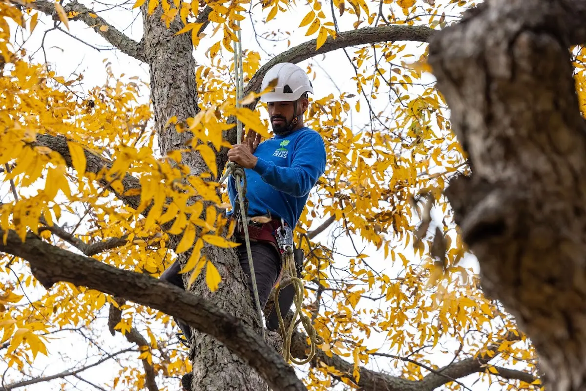 Skilled Tree Planing crew working in West Brookfield