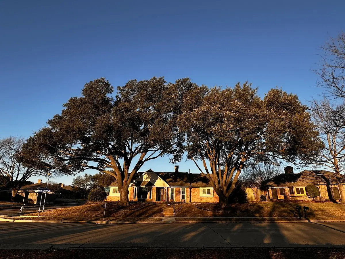 Established residential canopy tree shading a home in West Brookfield